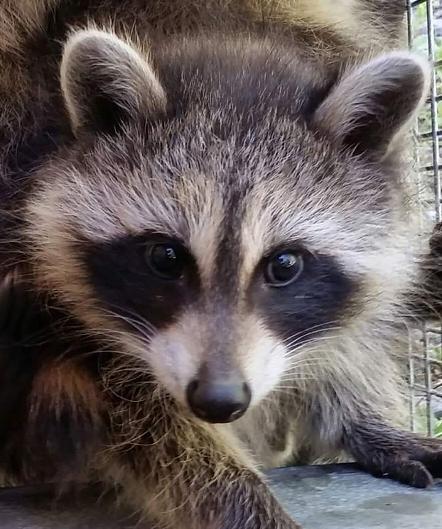 Raccoon-caged-by-that-wildlife-guy-humanely