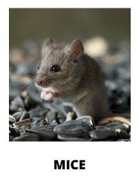 Mouse-eating-that-wildlife-guy-ottawa