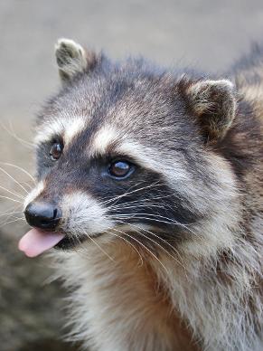 Raccoon-tongue-that-wildlife-guy-ottawa