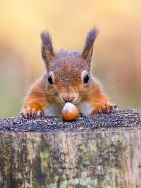 squirrel-eating-nut-that-wildlife-guy-ottawa