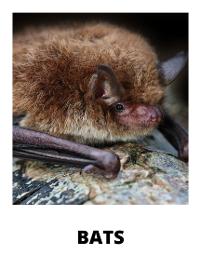Bat-that-wildlife-guy-ottawa