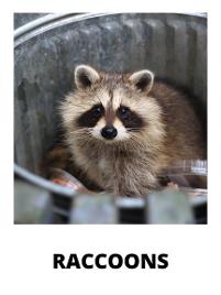 raccoon-garbage-can-that-wildlilfe-guy-ottawa