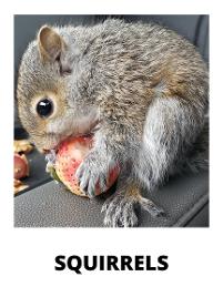 squirrel-eating-that-wild-life-guy-ottawa